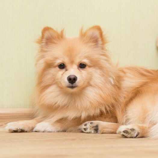 German spitz orders price